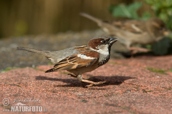 Haussperling (Passer domesticus)