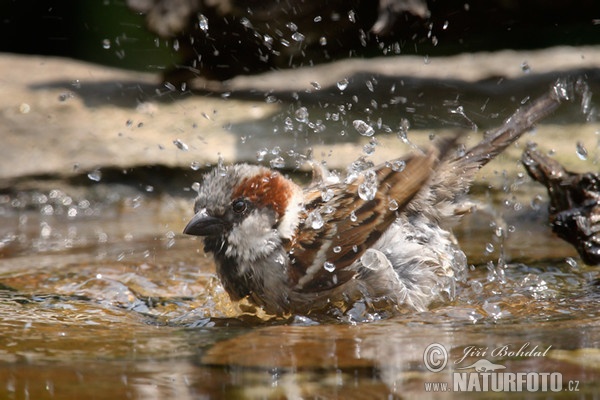 Haussperling (Passer domesticus)