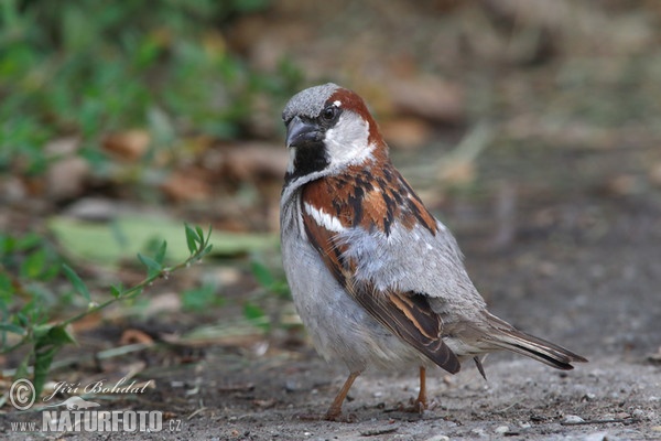 Haussperling (Passer domesticus)