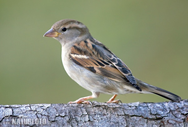 Haussperling (Passer domesticus)