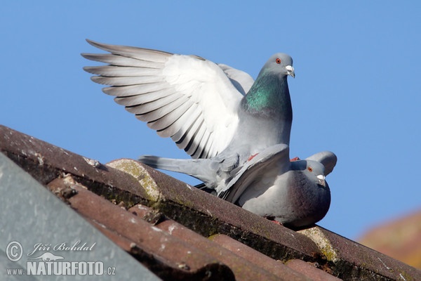 Haustaube (Columba livia f. domestica)