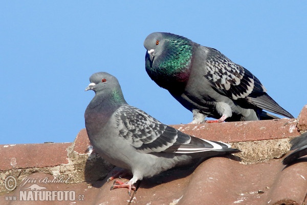 Haustaube (Columba livia f. domestica)