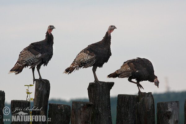 Haustruthuhn (Meleagris gallopavo f. domestica)