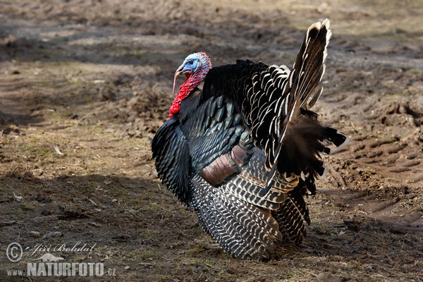 Haustruthuhn (Meleagris gallopavo f. domestica)