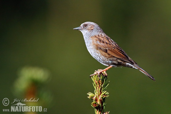 Heckenbraunelle (Prunella modularis)