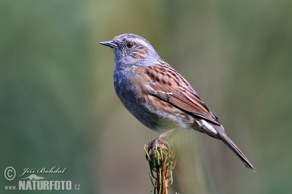 Heckenbraunelle (Prunella modularis)