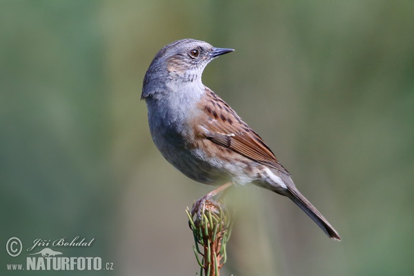 Heckenbraunelle (Prunella modularis)