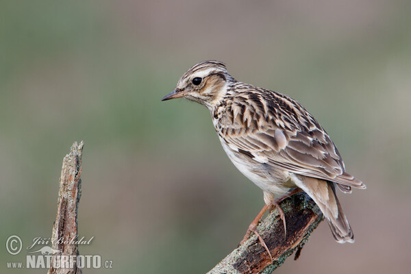 Heidelerche (Lullula arborea)