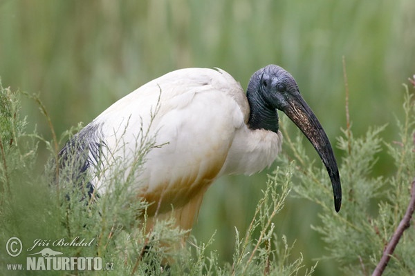 Heiliger Ibis (Threskiornis aethiopicus)