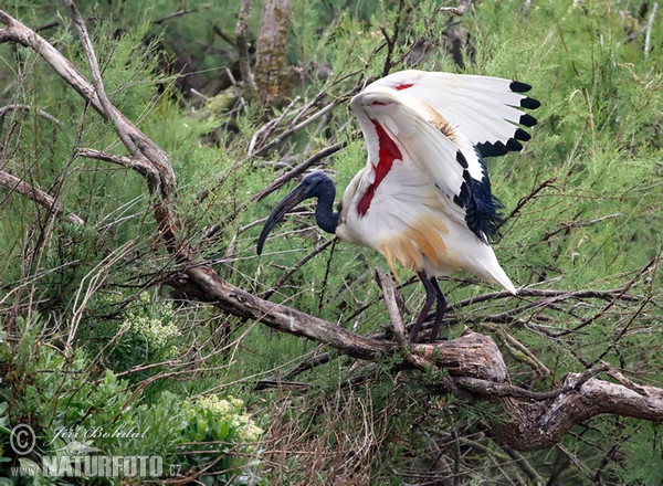 Heiliger Ibis (Threskiornis aethiopicus)