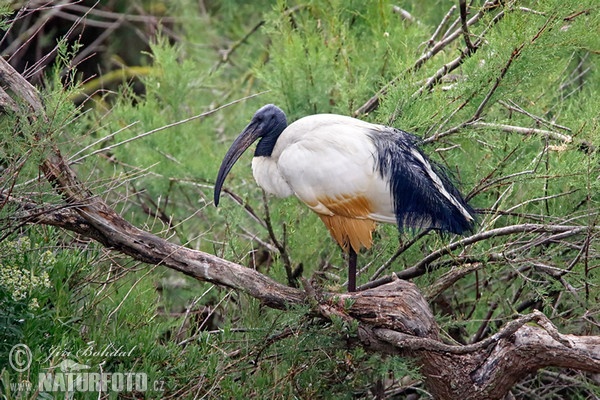 Heiliger Ibis (Threskiornis aethiopicus)