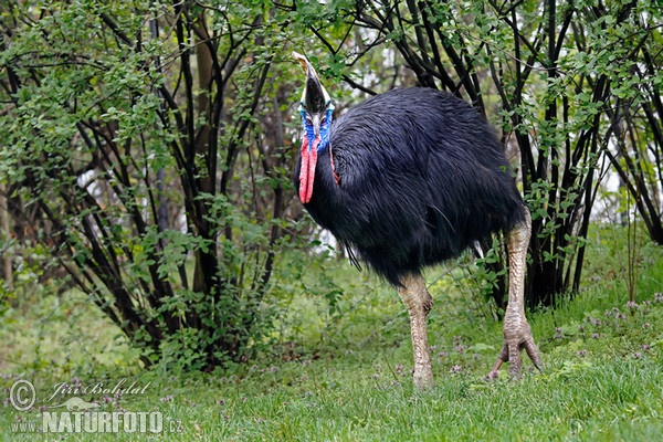 Helmkasuar (Casuarius casuarius)