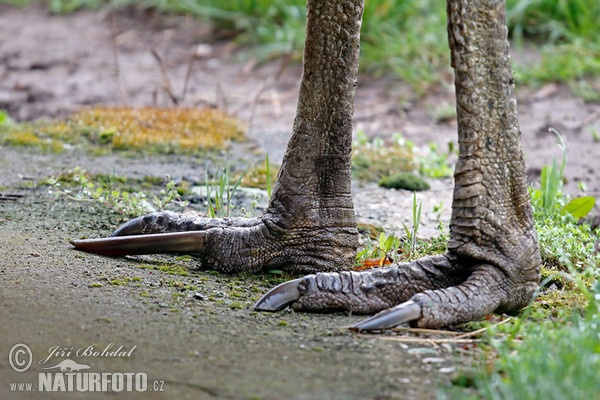 Helmkasuar (Casuarius casuarius)