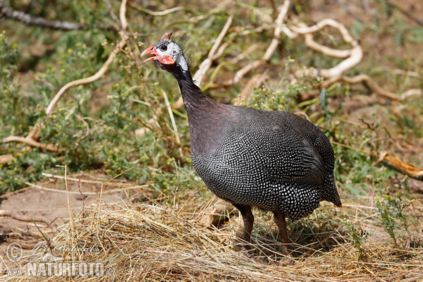 Helmperlhuhn (Numida meleagris)