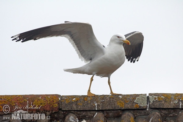 Heringsmöwe (Larus fuscus)