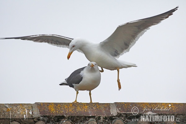 Heringsmöwe (Larus fuscus)