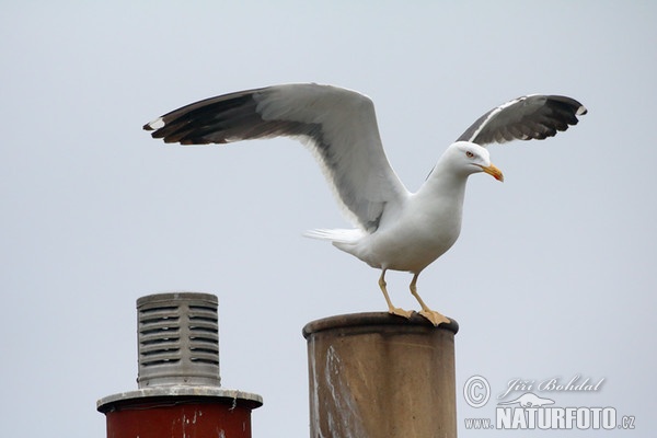 Heringsmöwe (Larus fuscus)