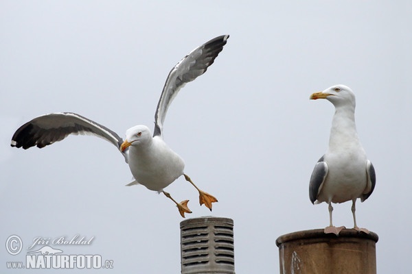 Heringsmöwe (Larus fuscus)