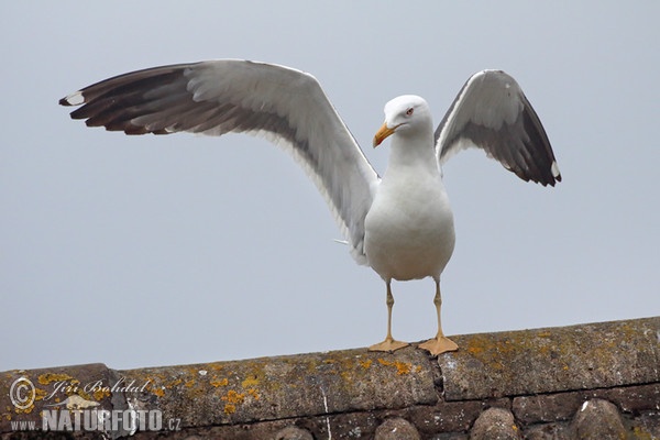 Heringsmöwe (Larus fuscus)