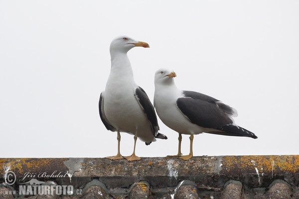 Heringsmöwe (Larus fuscus)