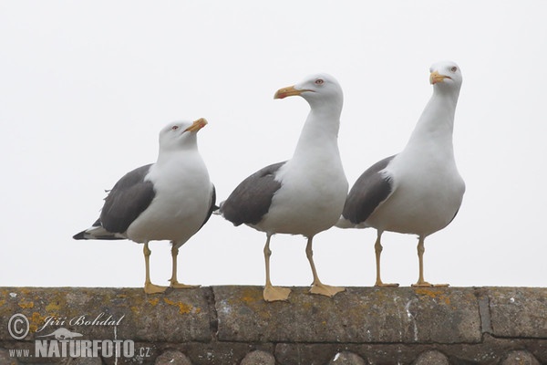 Heringsmöwe (Larus fuscus)