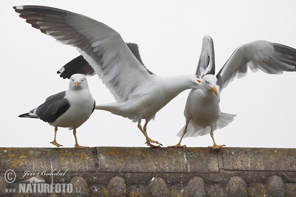 Heringsmöwe (Larus fuscus)