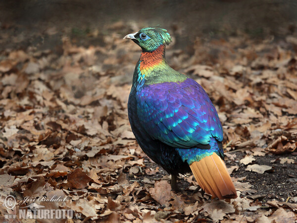 Himalaya Glanzfasan (Lophophorus impejanus)