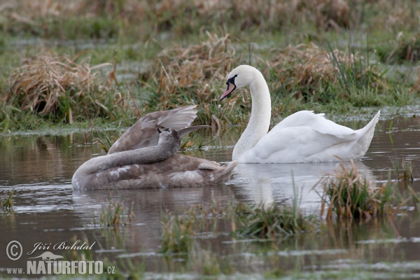 Höckerschwan (Cygnus olor)