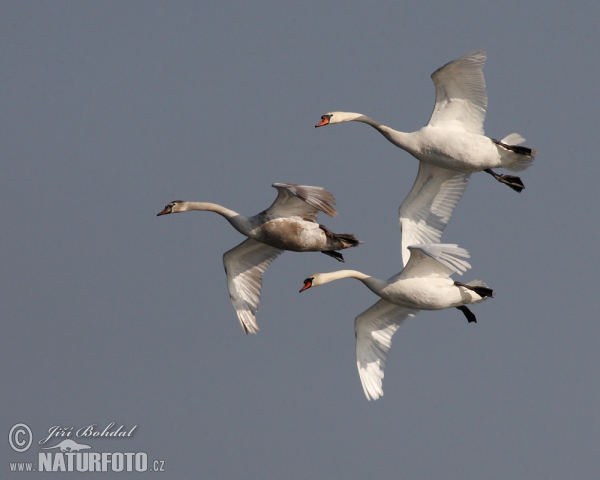 Höckerschwan (Cygnus olor)