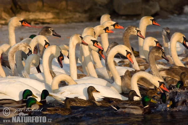 Höckerschwan (Cygnus olor)