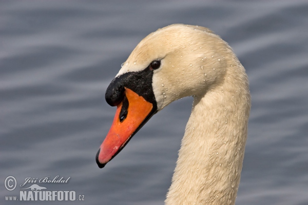 Höckerschwan (Cygnus olor)