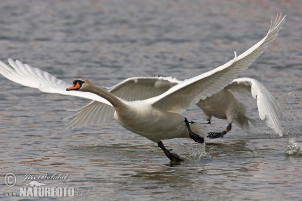 Höckerschwan (Cygnus olor)