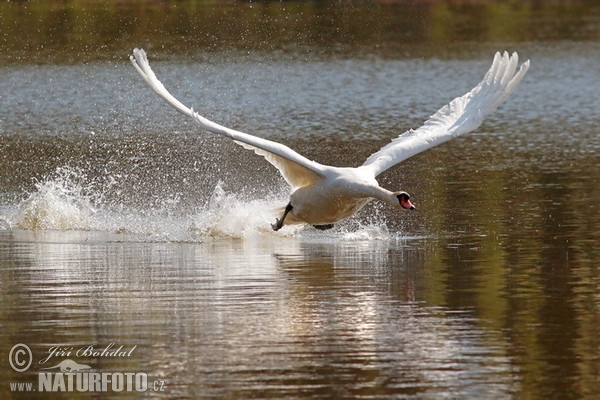 Höckerschwan (Cygnus olor)