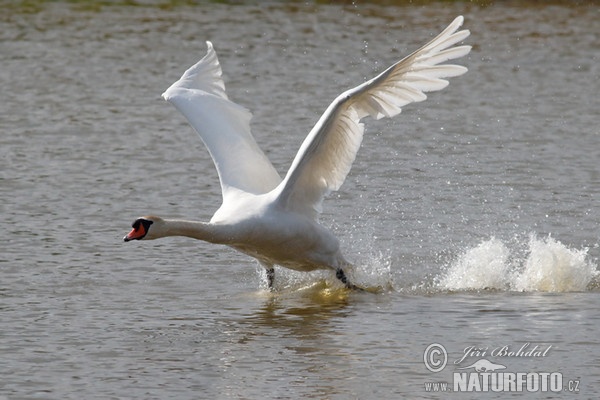 Höckerschwan (Cygnus olor)