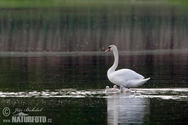 Höckerschwan (Cygnus olor)