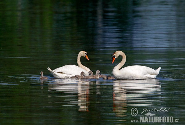 Höckerschwan (Cygnus olor)