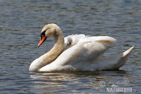 Höckerschwan (Cygnus olor)