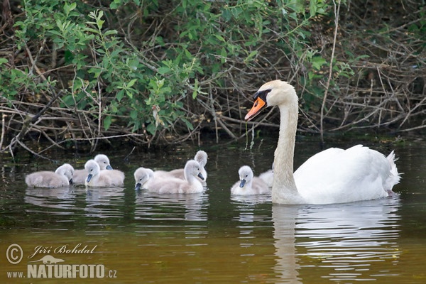 Höckerschwan (Cygnus olor)