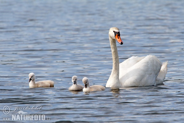 Höckerschwan (Cygnus olor)