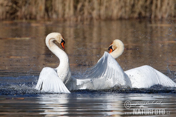 Höckerschwan (Cygnus olor)