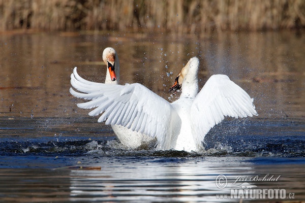 Höckerschwan (Cygnus olor)