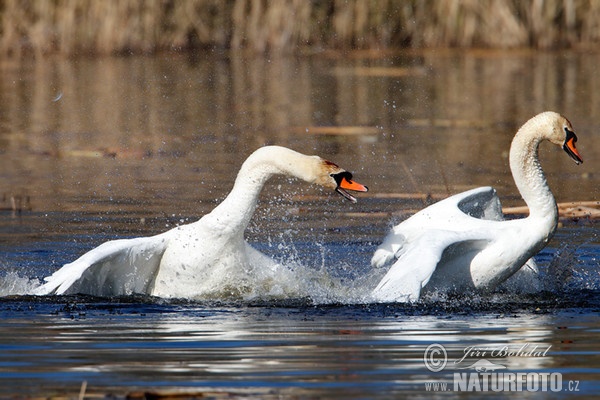 Höckerschwan (Cygnus olor)