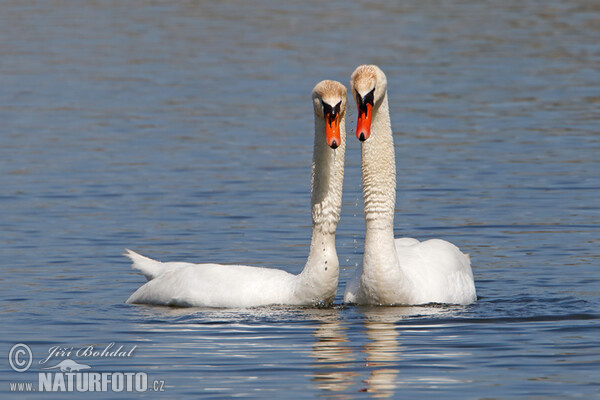 Höckerschwan (Cygnus olor)