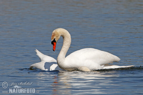 Höckerschwan (Cygnus olor)