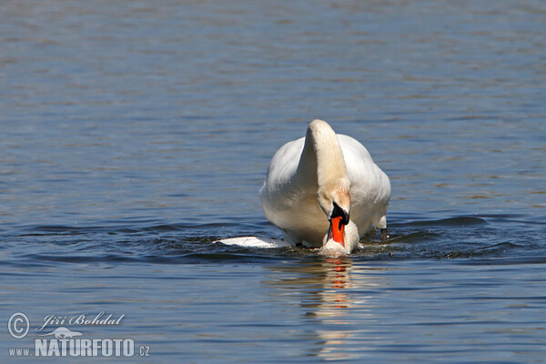 Höckerschwan (Cygnus olor)