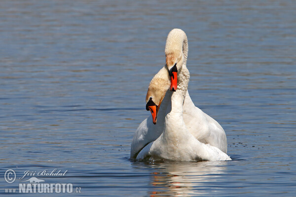 Höckerschwan (Cygnus olor)