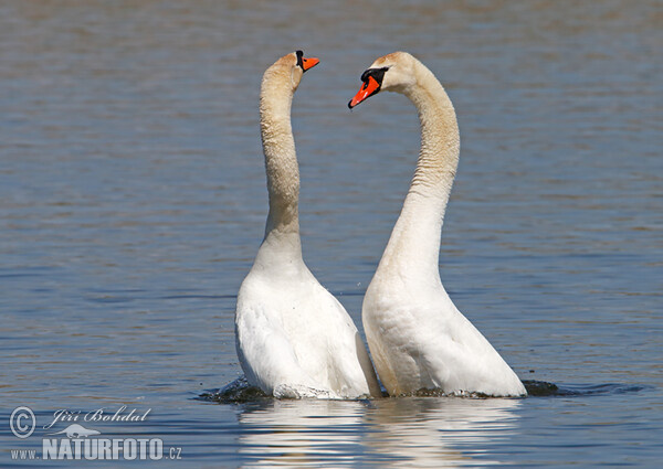 Höckerschwan (Cygnus olor)