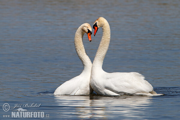 Höckerschwan (Cygnus olor)