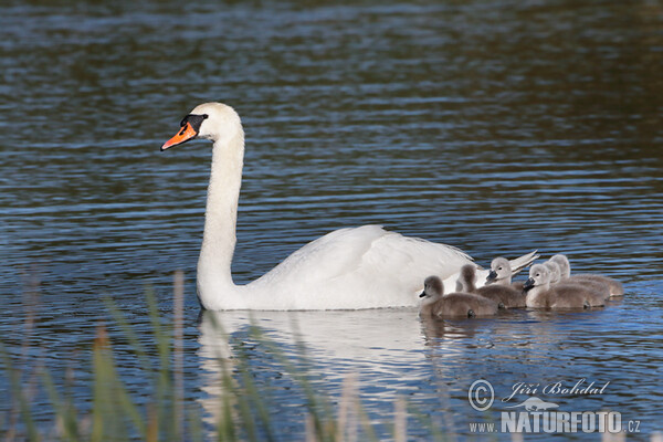 Höckerschwan (Cygnus olor)