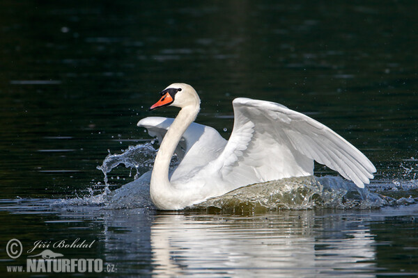 Höckerschwan (Cygnus olor)